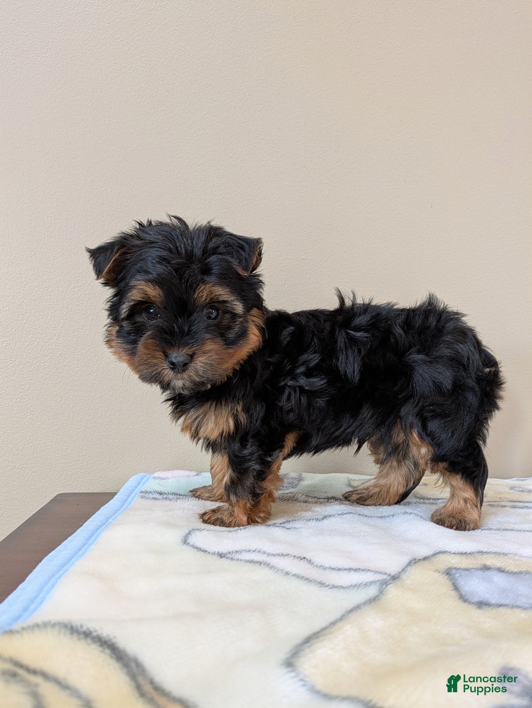 Yorkshire Terrier dogs for sale: Crew - Ad 2