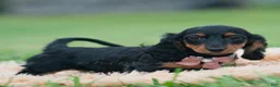 Miniature Dachshund dogs for sale: Black Betty - Ad 4