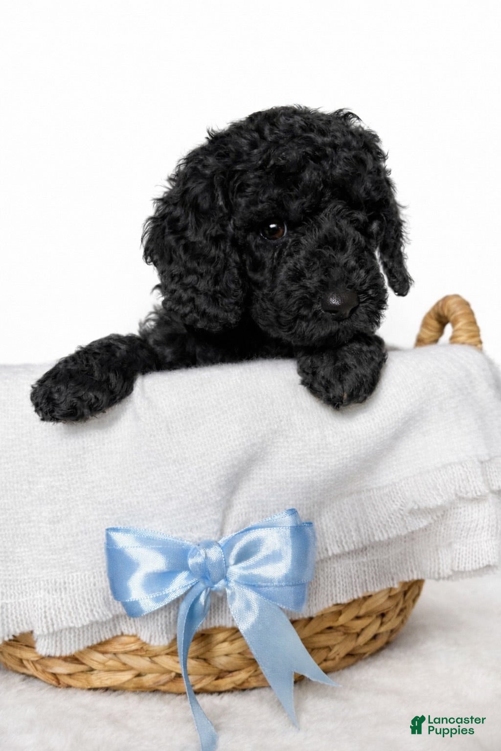 Goldendoodle dogs Black Mini Goldendoodle Male - Ad 7