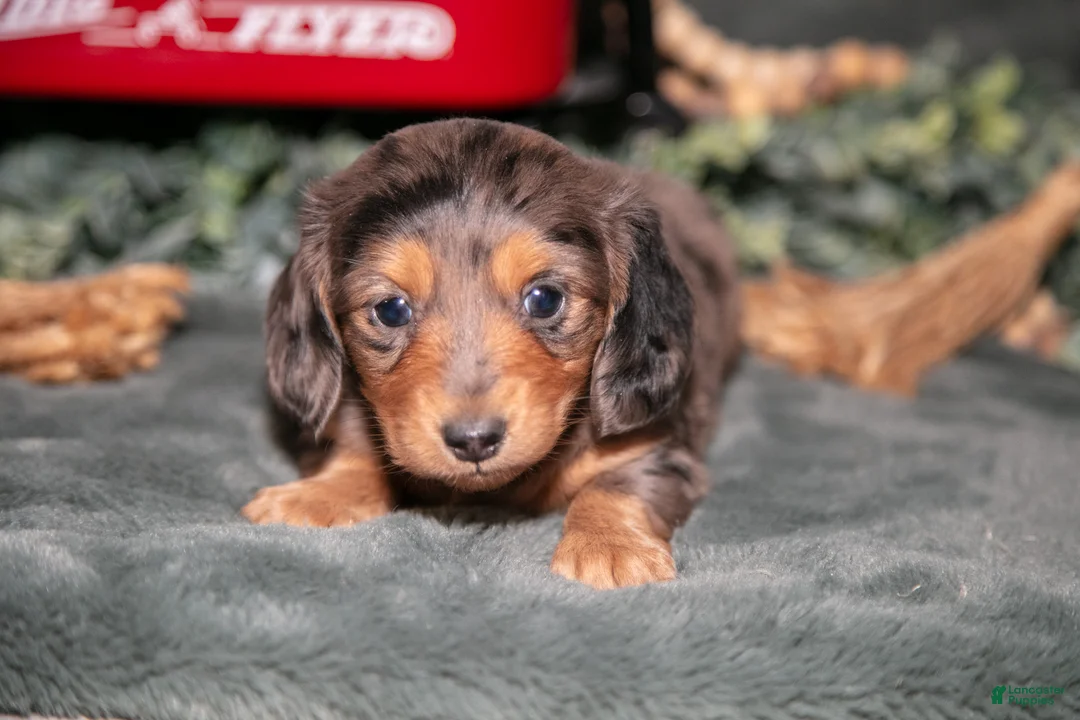 Miniature Dachshund dogs for sale: Phoebe - Ad 3