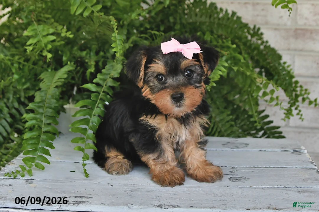 Yorkshire Terrier dogs for sale: Ashley - Ad 2