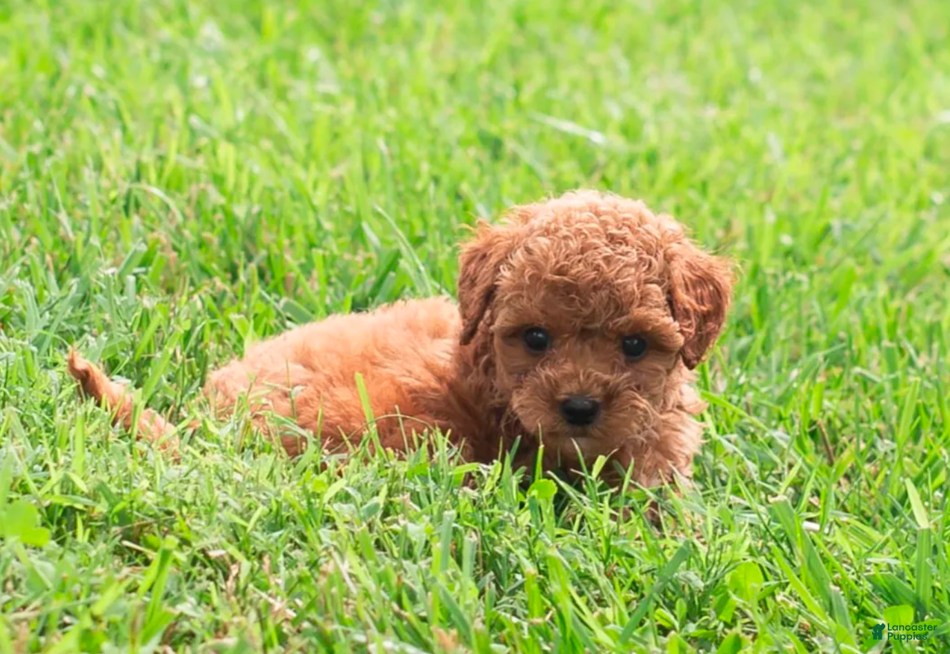 Toy Poodle dogs Polly  - Ad 1