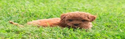 Toy Poodle dogs for sale: Polly  - Ad 1