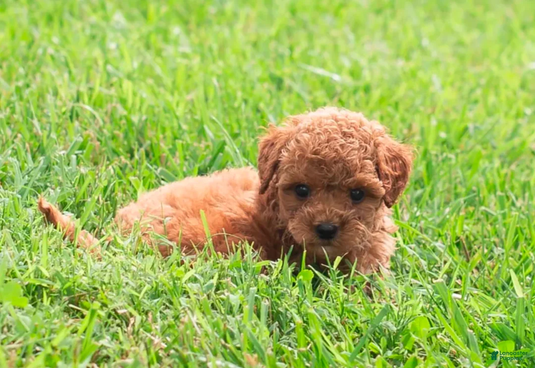 Toy Poodle dogs for sale: Polly  - Ad 1