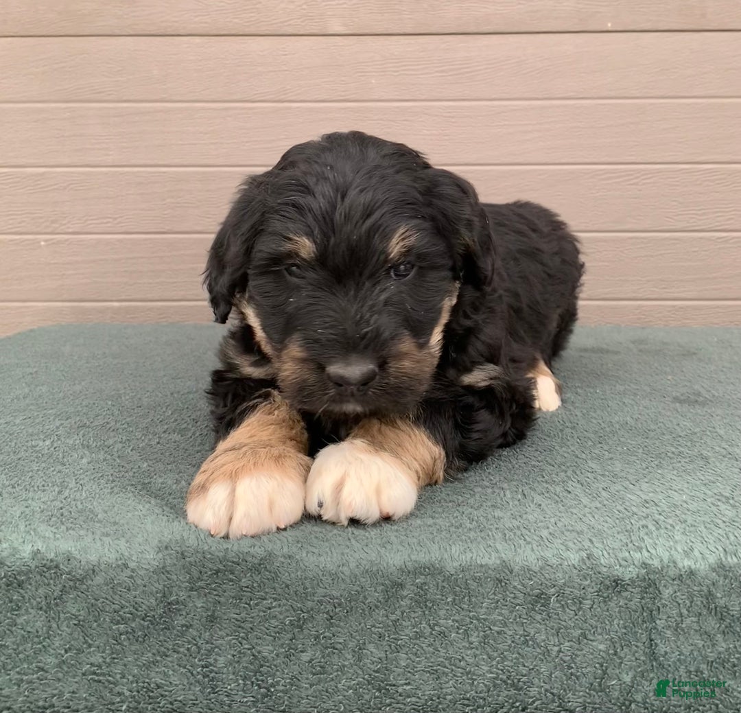 Aussiedoodle dogs for sale: Trixy - Ad 2