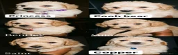 Mixed Breed dogs for sale: Mixed Breed 1 - Ad 3