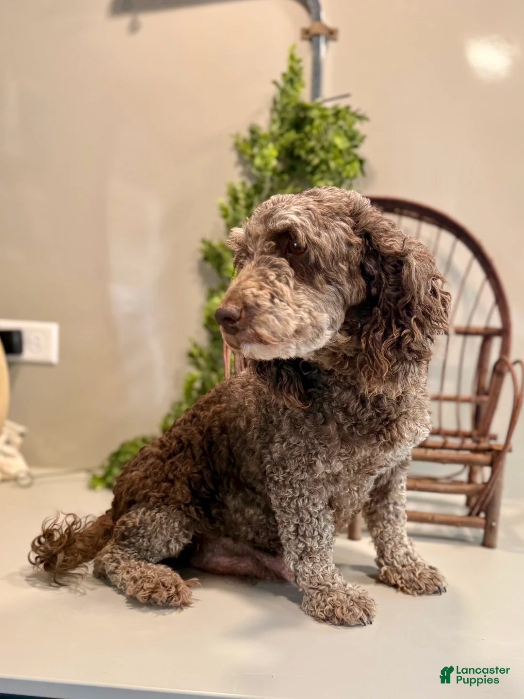 Mini Goldendoodle dogs for sale: Onna - Ad 7