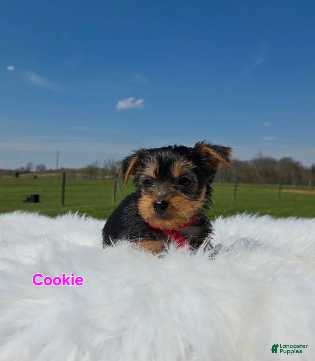 Yorkshire Terrier dogs for sale: Cookie - Ad 1