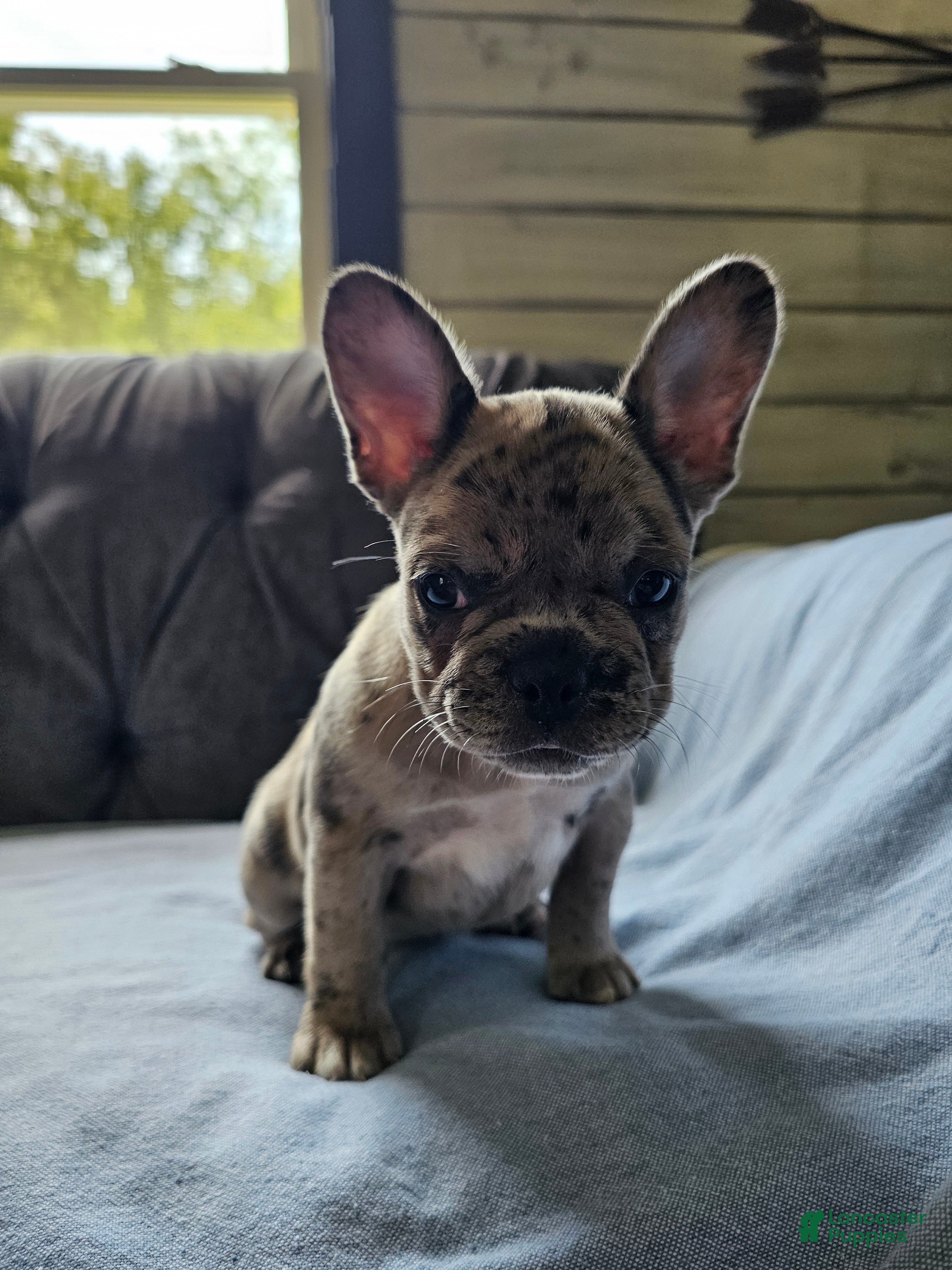 French Bulldog dogs French Bulldog 2 - Ad 2