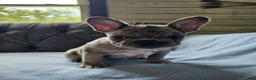 French Bulldog dogs for sale: French Bulldog 2 - Ad 2