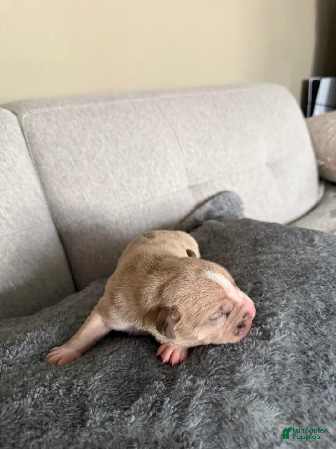 American Pit Bull Terrier dogs for sale: American Pit Bull Terrier Puppy 4 - Ad 1