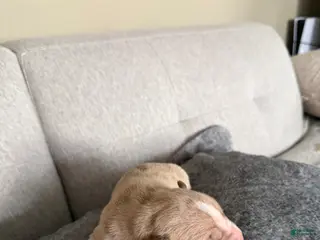 American Pit Bull Terrier dogs American Pit Bull Terrier Puppy 4 - Ad 9