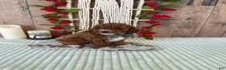 Mini Goldendoodle dogs for sale: Mr. Lotus - Ad 8