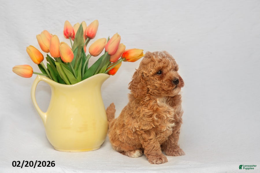 Mini Goldendoodle dogs Austin - Ad 1