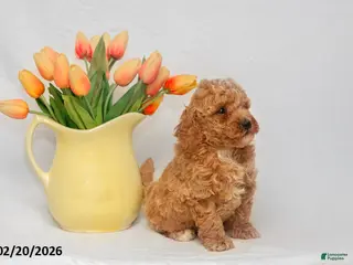 Mini Goldendoodle dogs for sale: Austin - Ad 1