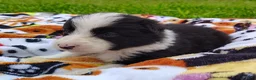 Border Collie dogs for sale: Piper - Ad 22