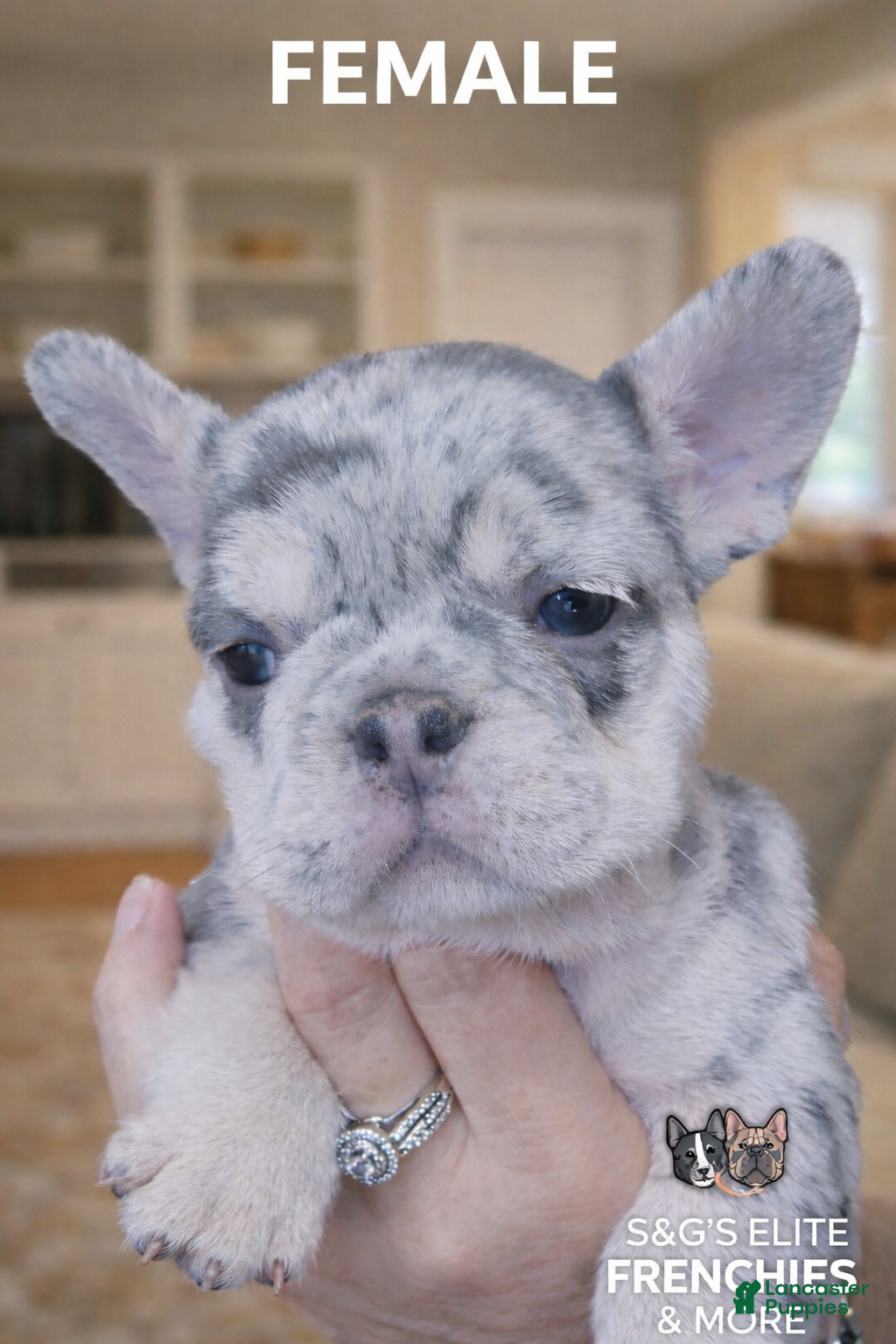 French Bulldog dogs Split face - Ad 1