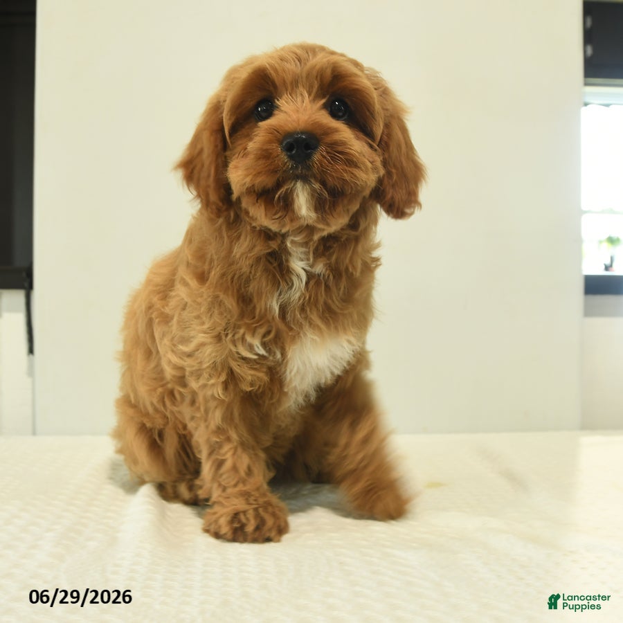 Cavapoo dogs Bella Mia - Ad 1