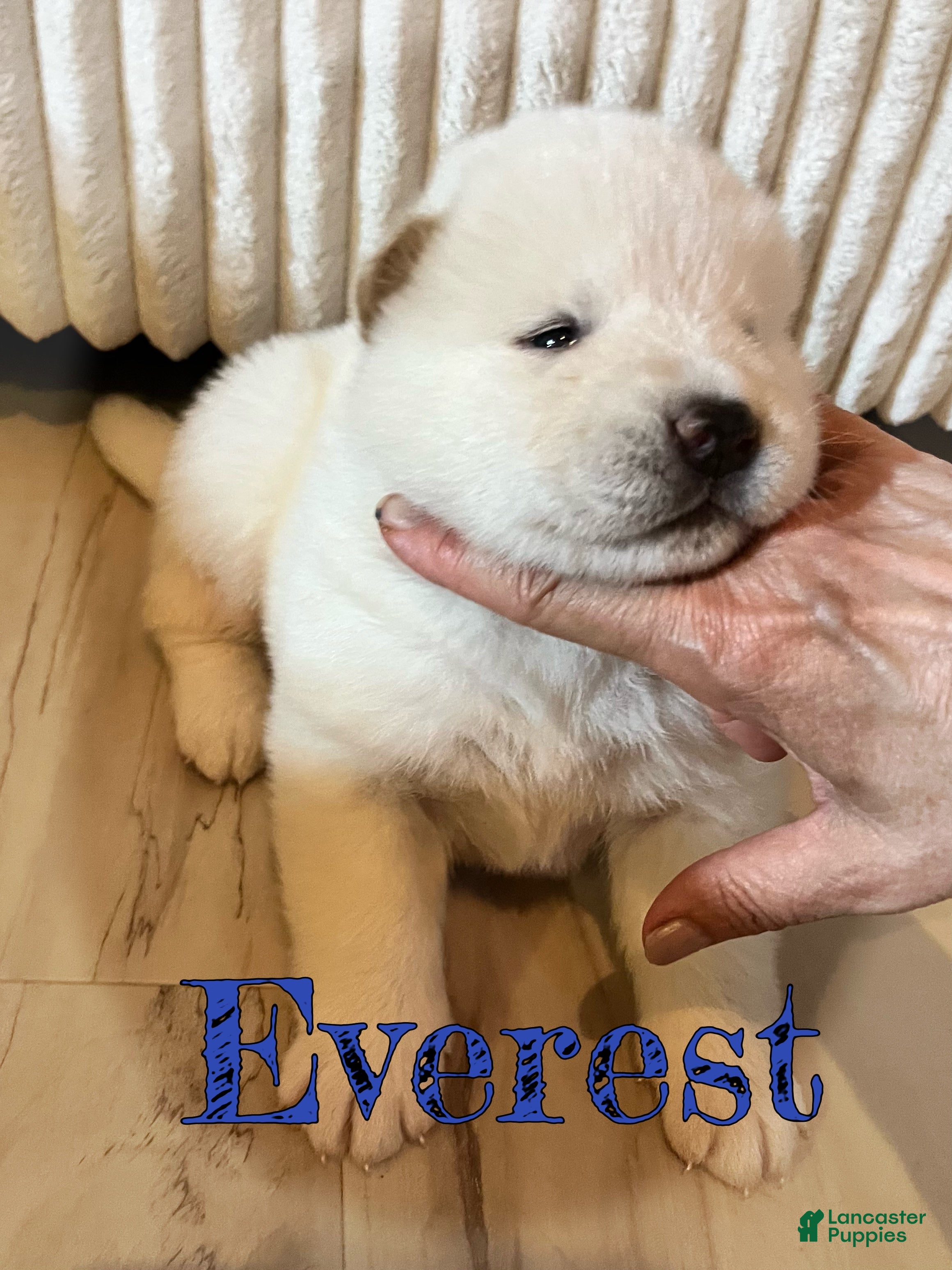 Akita dogs Everest  - Ad 1