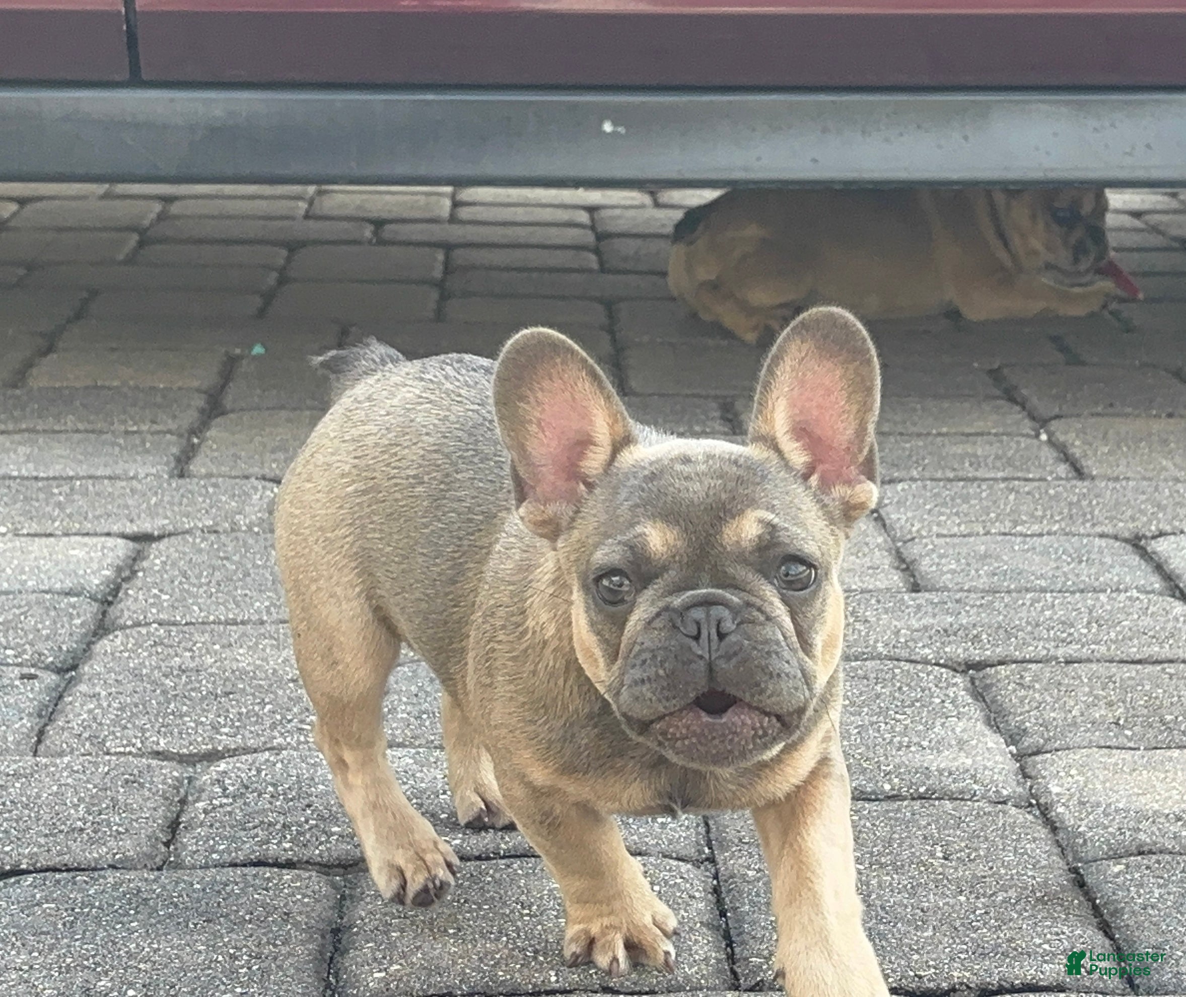 French Bulldog dogs Forest - Ad 1
