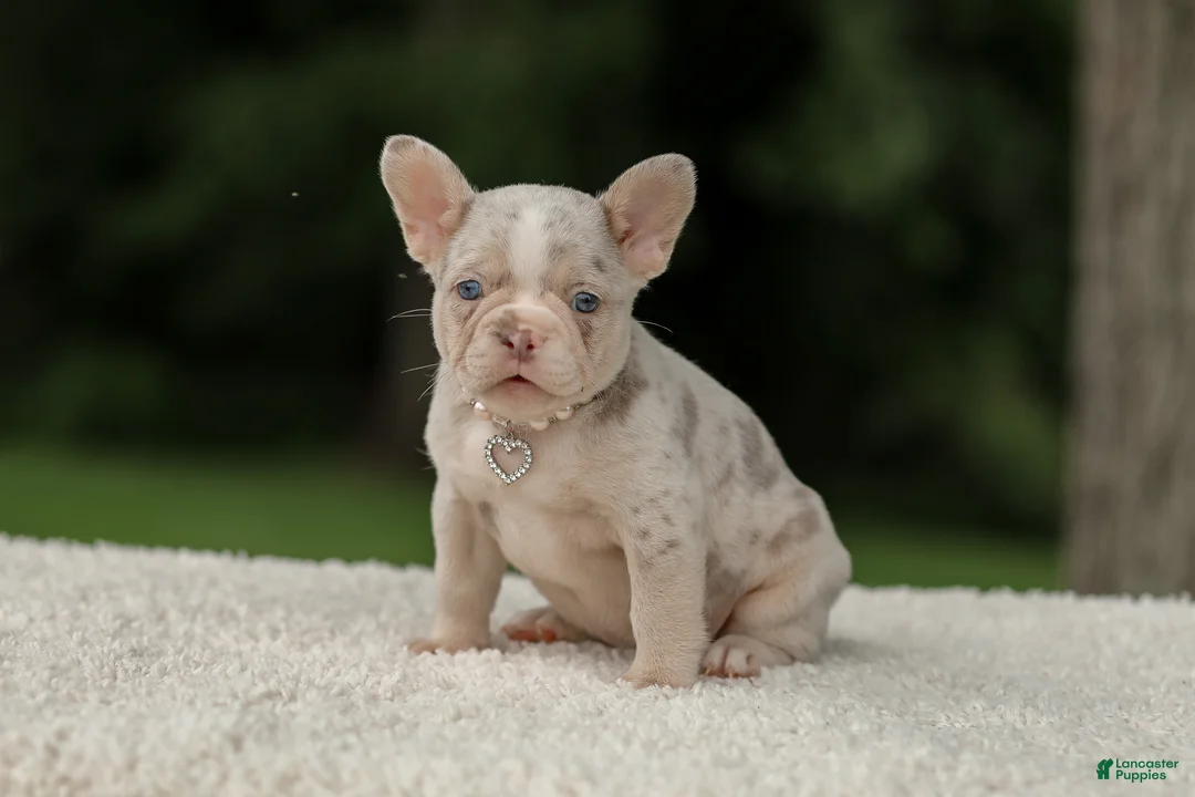 French Bulldog dogs for sale: Dora - Ad 2