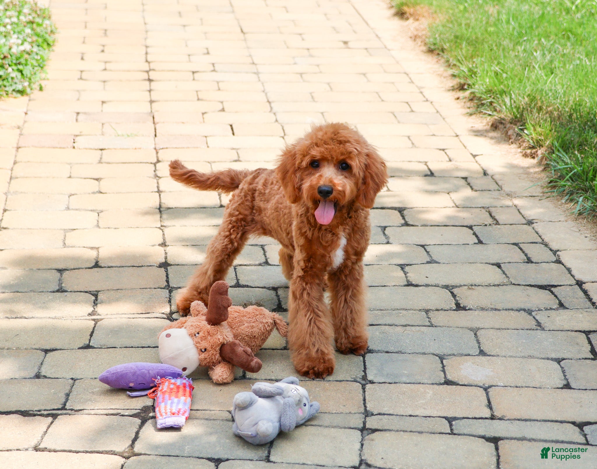 Cavapoo dogs Matilda - Ad 1