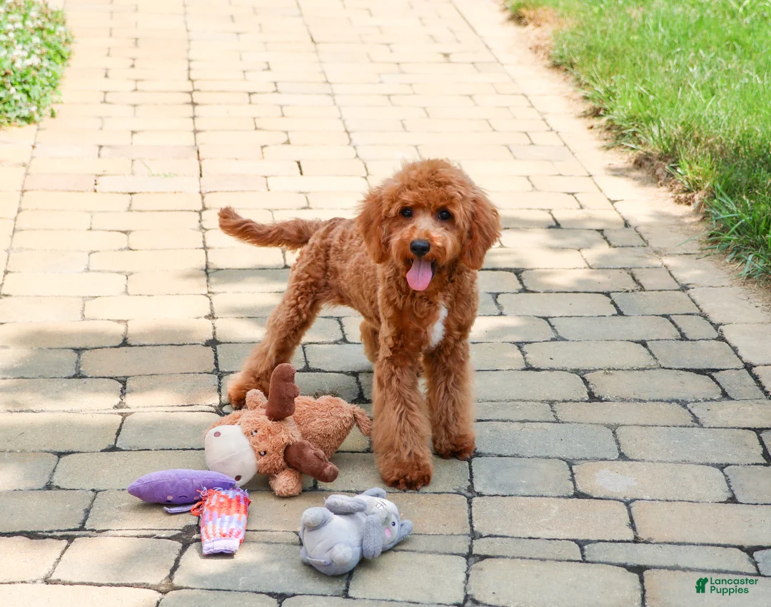 Cavapoo dogs for sale: Matilda - Ad 1
