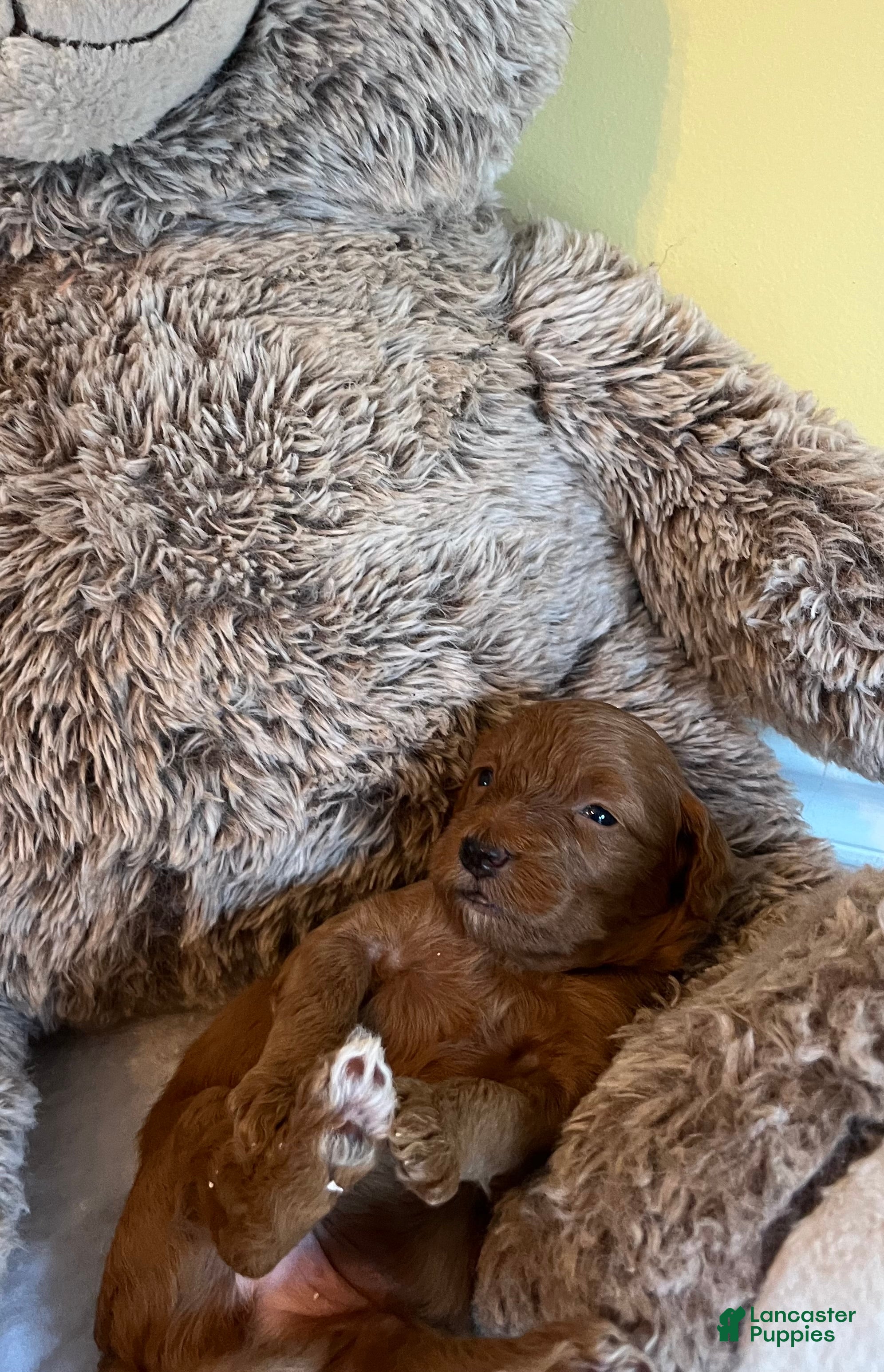 Mini Goldendoodle dogs Flapjack - Ad 4