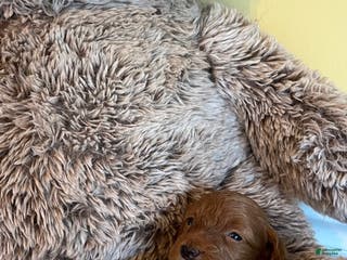 Mini Goldendoodle dogs Flapjack - Ad 4