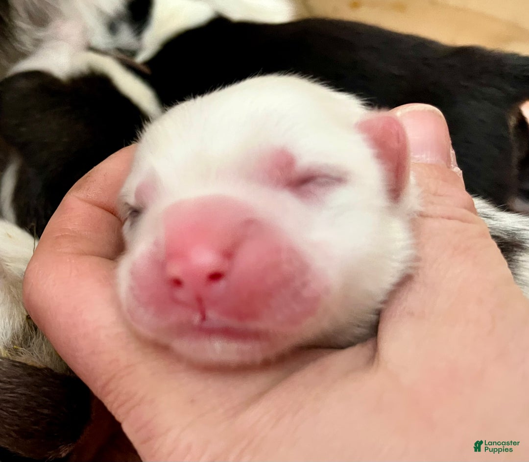 Welsh Corgi Cardigan dogs for sale: Welsh Corgi Cardigan Puppy 2: 88 - Ad 4