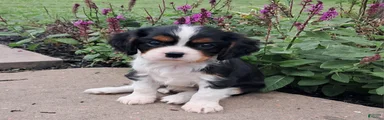 Molly