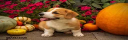 Welsh Corgi Pembroke dogs for sale: Buster - Ad 5