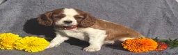 Cavalier King Charles Spaniel dogs for sale: Brody  - Ad 3