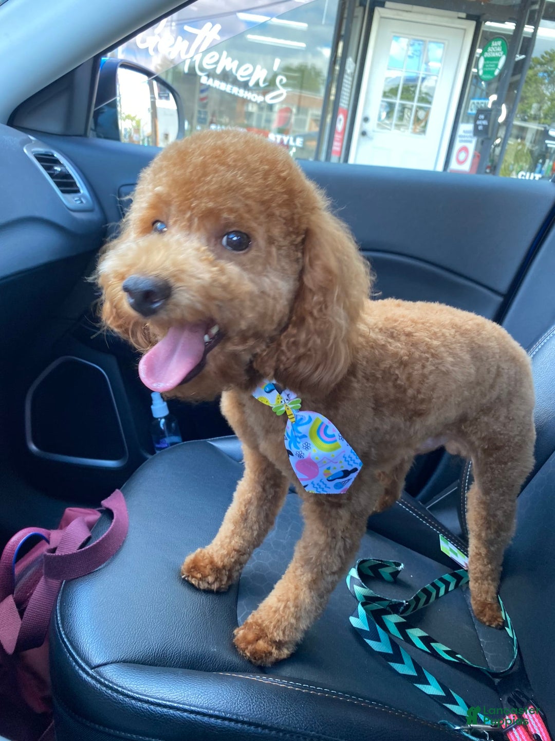 Gallery Image {{count}}