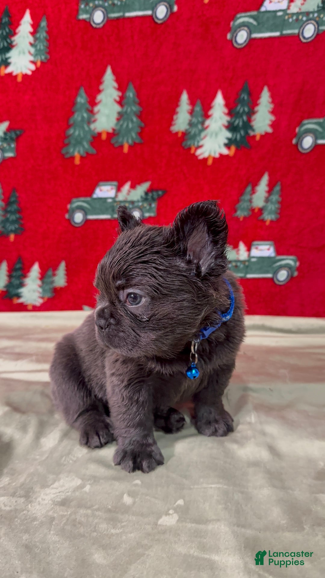 French Bulldog dogs for sale: 💙 Frost - Ad 2