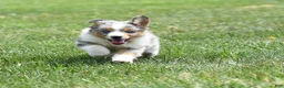 Miniature Australian Shepherd dogs for sale: London - Ad 6