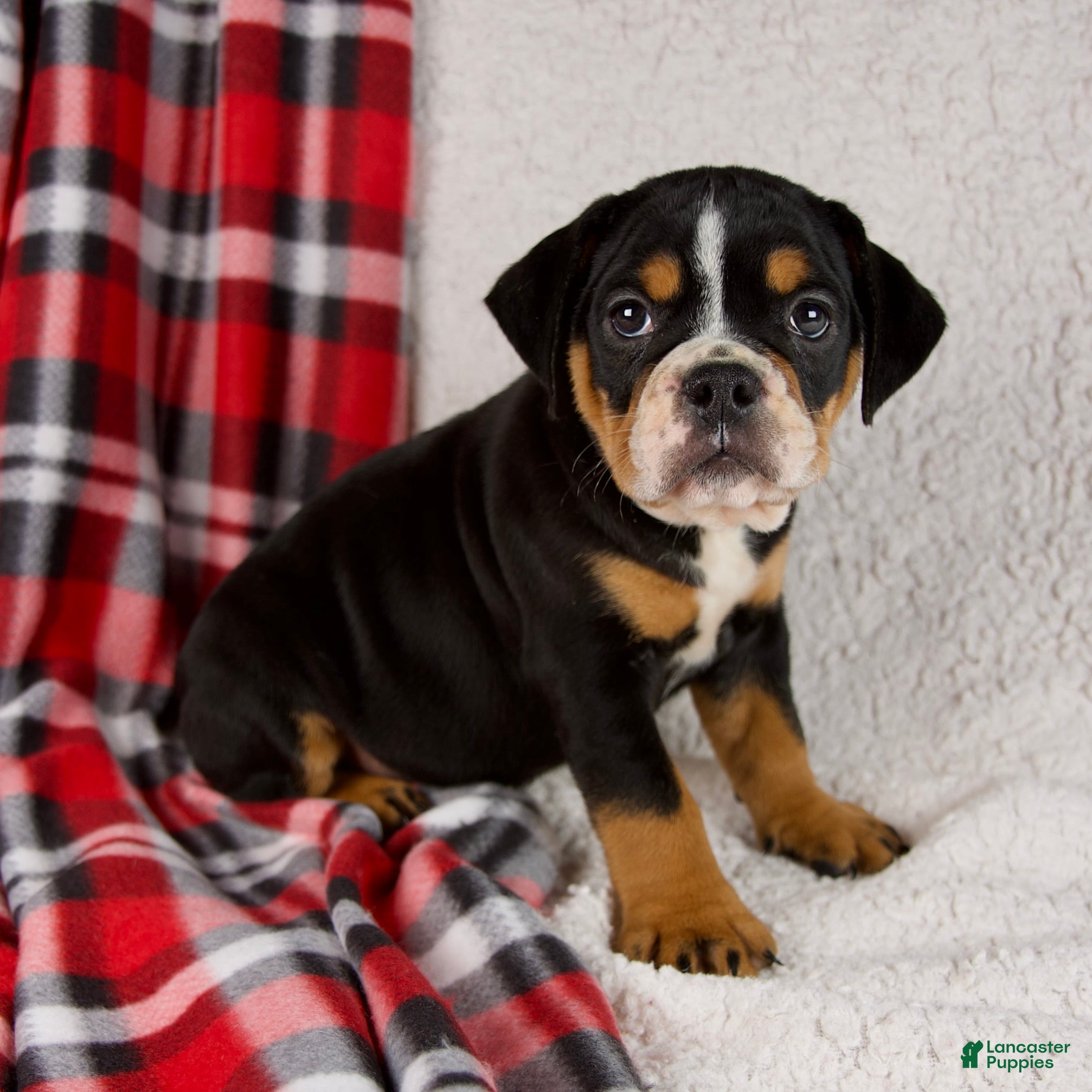 Mixed Breed dogs Koby - Ad 17