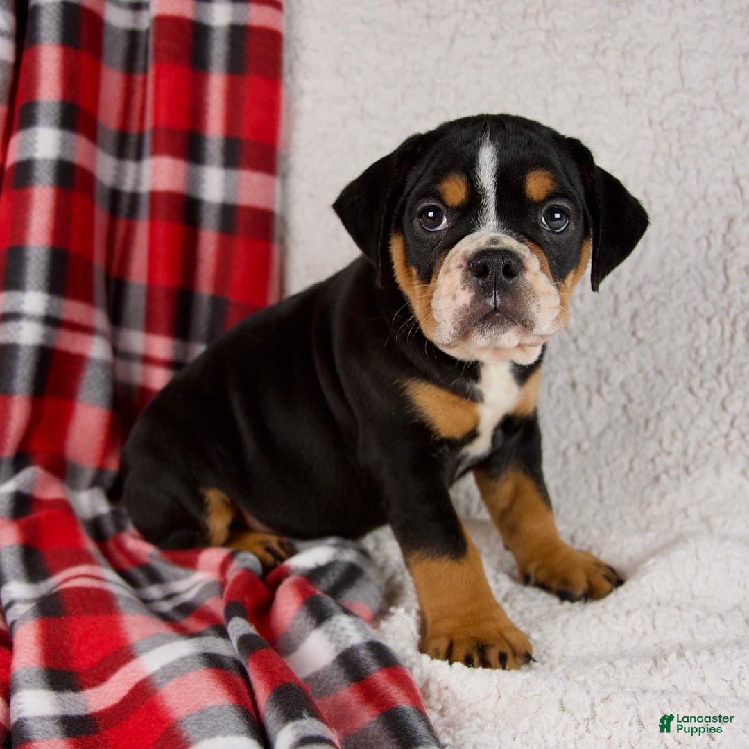 Mixed Breed dogs for sale: Koby - Ad 1