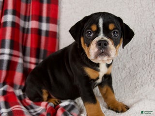 Mixed Breed dogs Koby - Ad 42