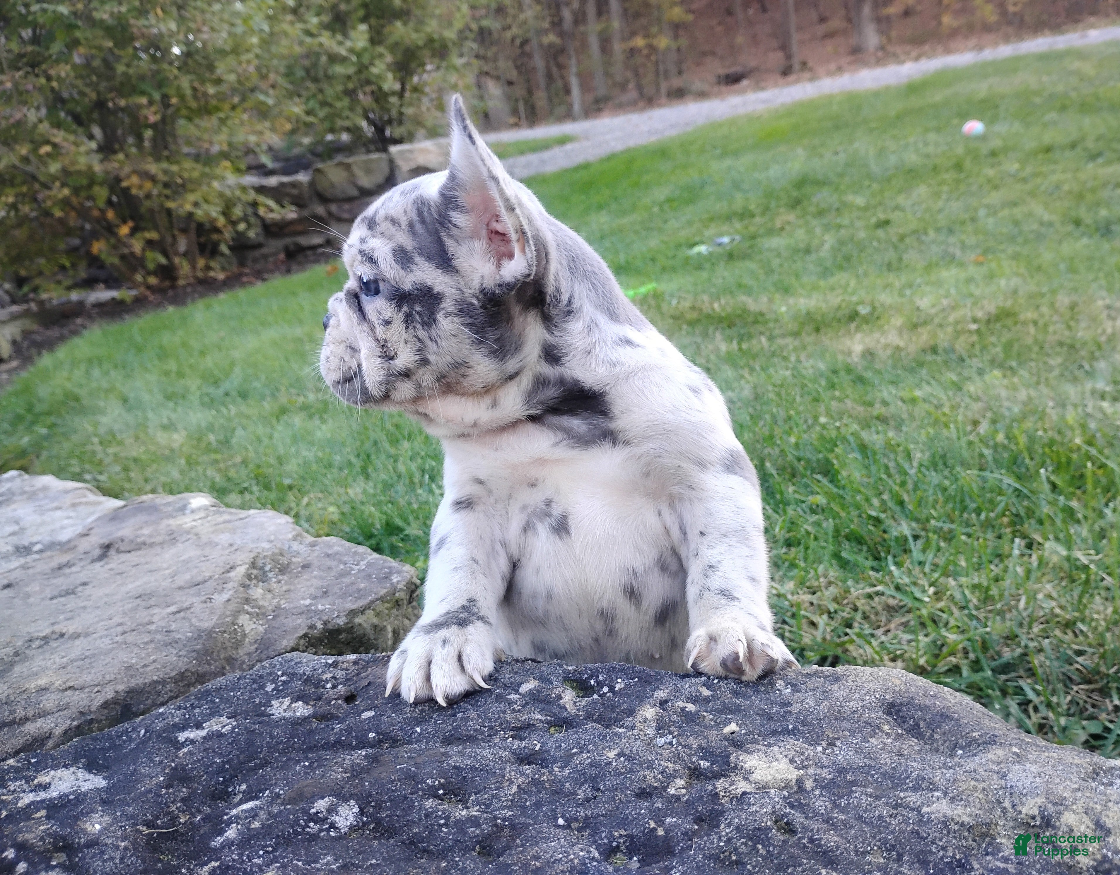 French Bulldog dogs for sale: Zoey - Ad 1