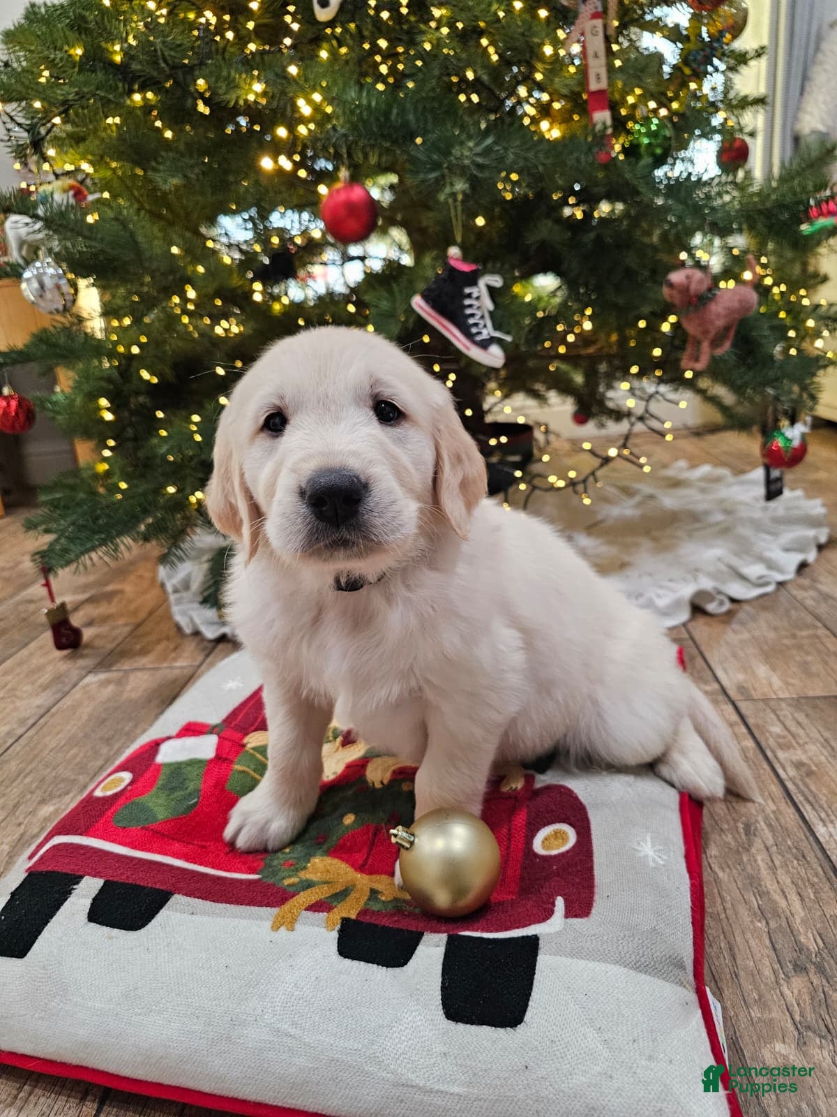 Golden Retriever dogs Golden Retriever Puppy 2 - Ad 7