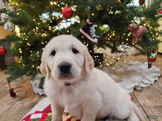 Golden Retriever dogs Golden Retriever Puppy 2 - Ad 7