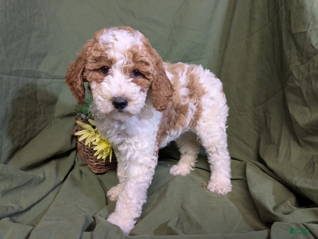 Mixed Breed dogs for sale: Gigi - Ad 6