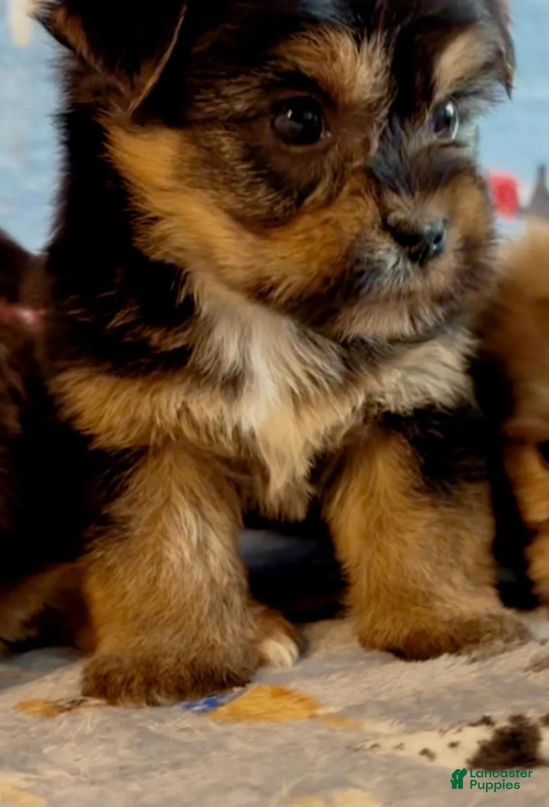 Shorkie dogs for sale: Shorkie 4 - Ad 1