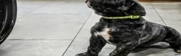 Presa Canario dogs for sale: Mr Neon  - Ad 35