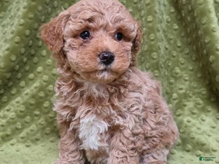 Standard Poodle dogs Cannon - Ad 16