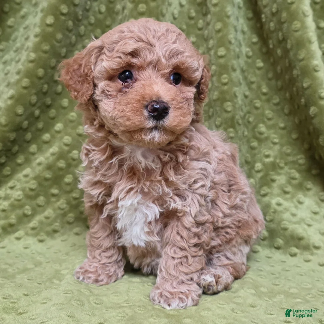 Standard Poodle dogs for sale: Cannon - Ad 2