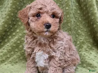 Standard Poodle dogs Cannon - Ad 13