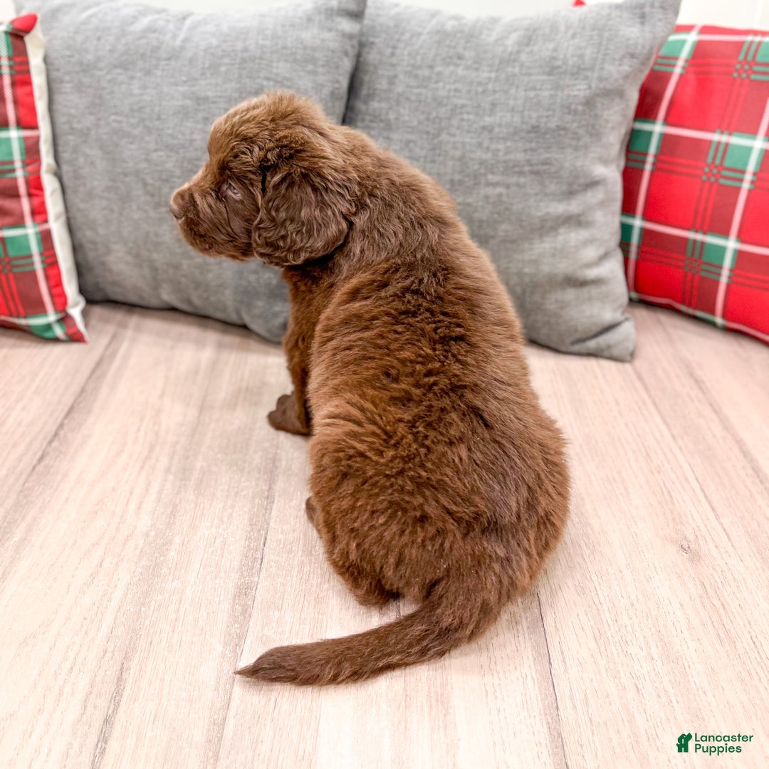 Newfoundland dogs for sale: Chance - Ad 5