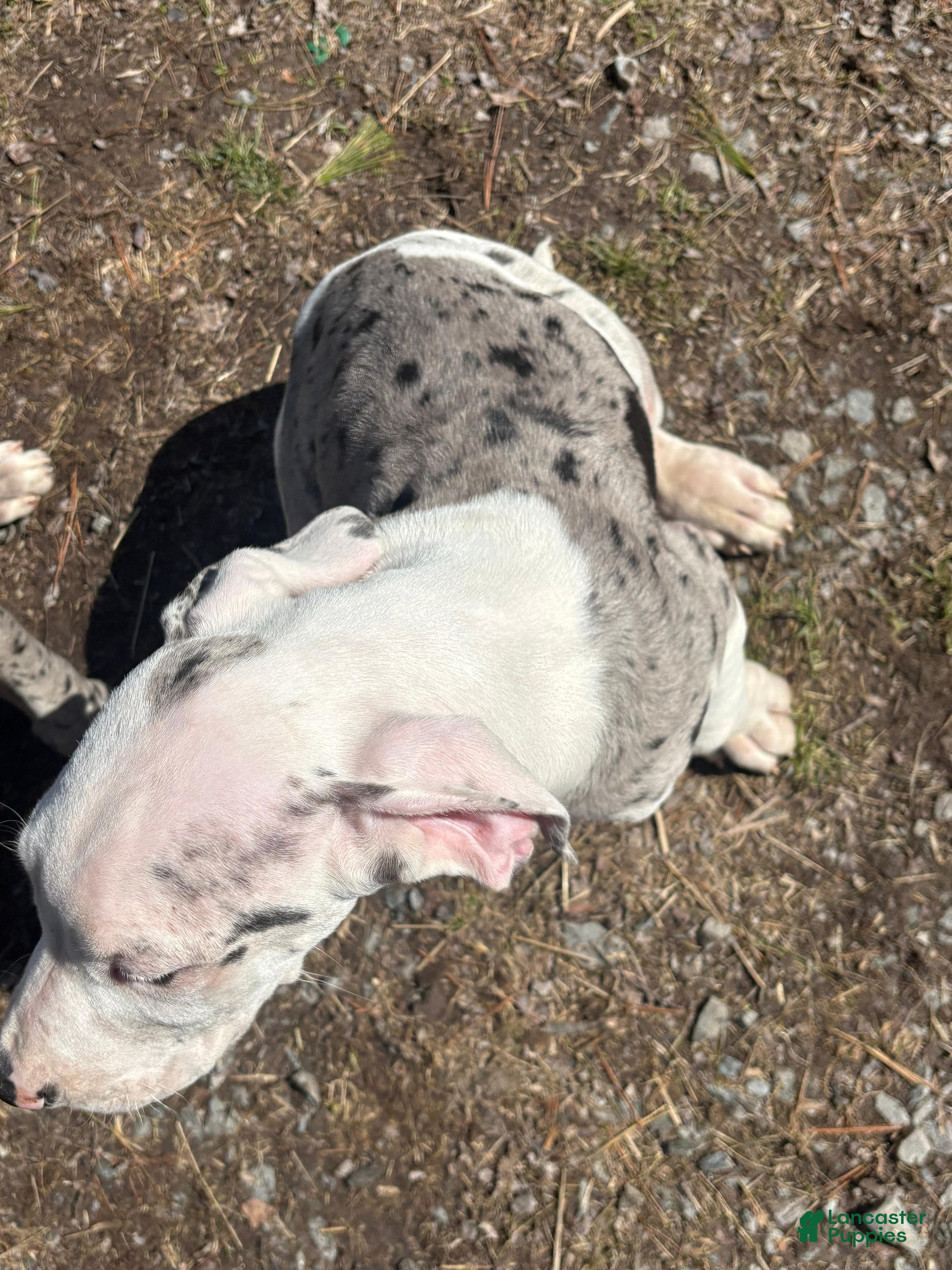 Great Dane dogs Great Dane Puppy 4 - Ad 2